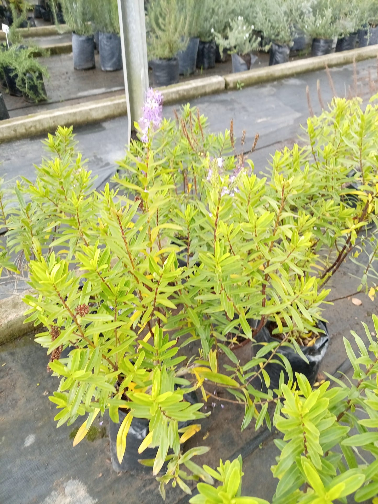 Verónica Herbácea – Planta de Exterior con Flor