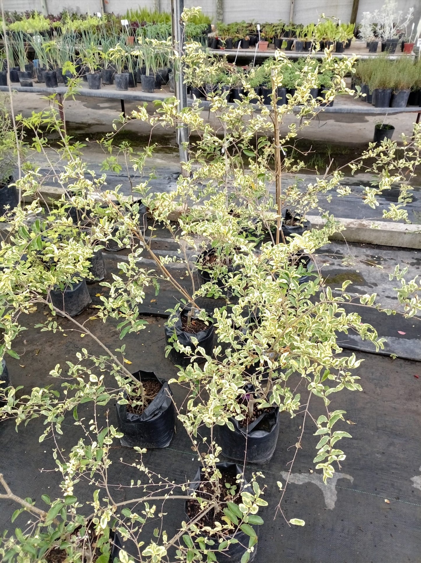 Ligustrina Variegada – Arbusto de Exterior para Cercos y Bordes