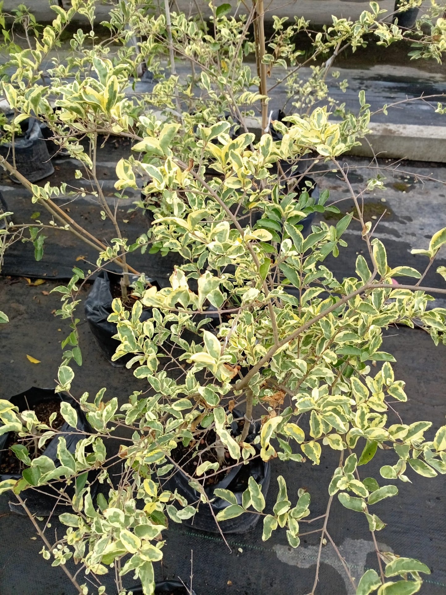 Ligustrina Variegada – Arbusto de Exterior para Cercos y Bordes