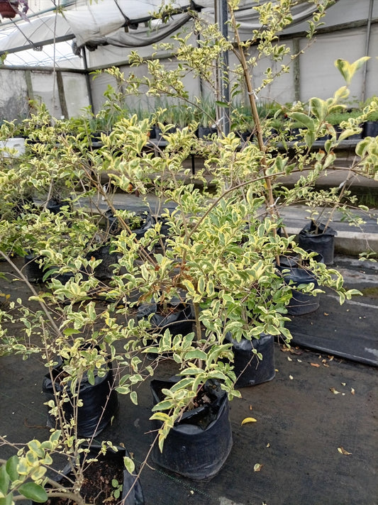 Ligustrina Variegada – Arbusto de Exterior para Cercos y Bordes
