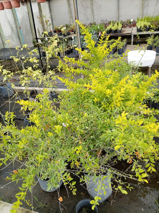 Duranta – Arbusto de Exterior con Flor