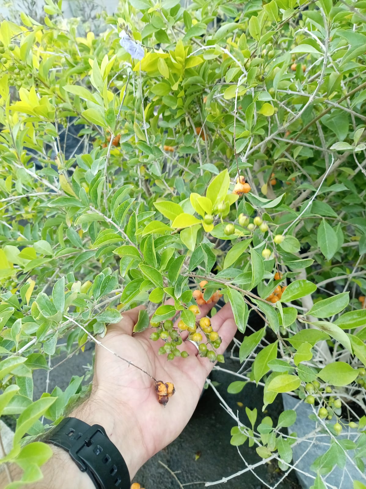 Duranta – Arbusto de Exterior con Flor