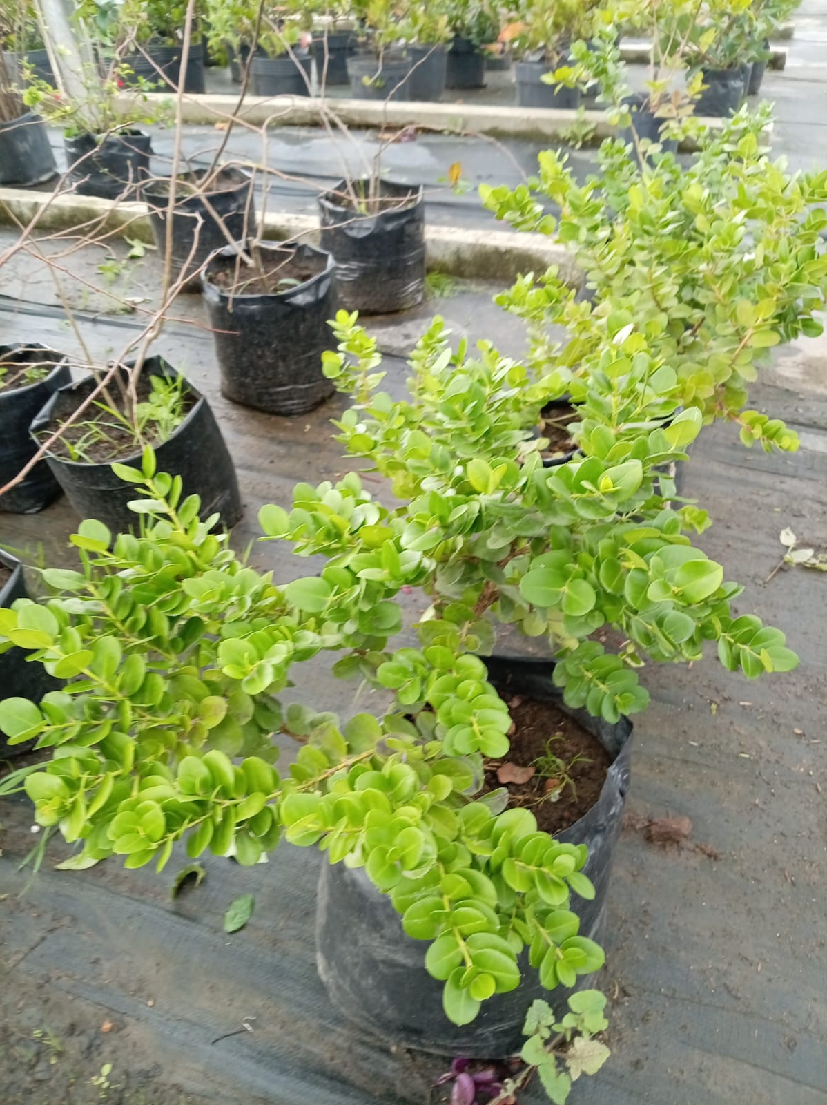 Carissa – Arbusto de Exterior con Flor