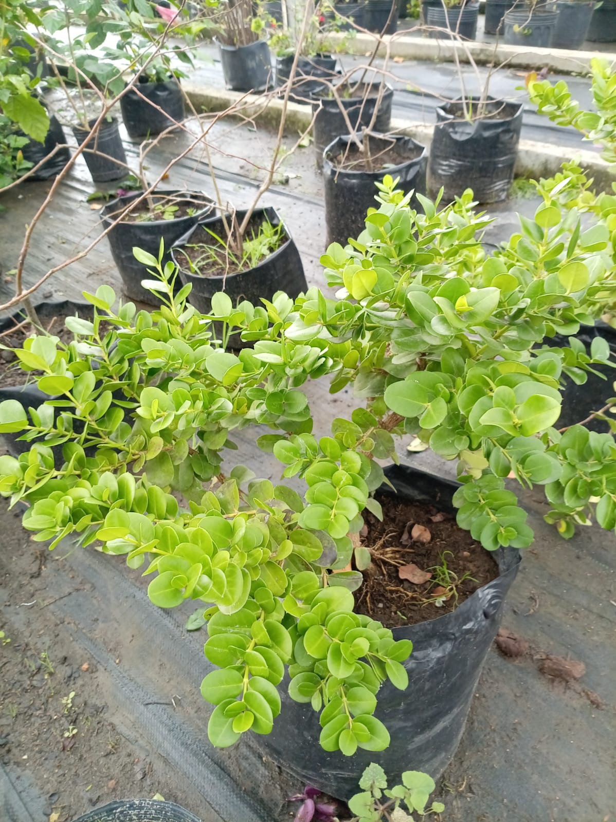 Carissa – Arbusto de Exterior con Flor