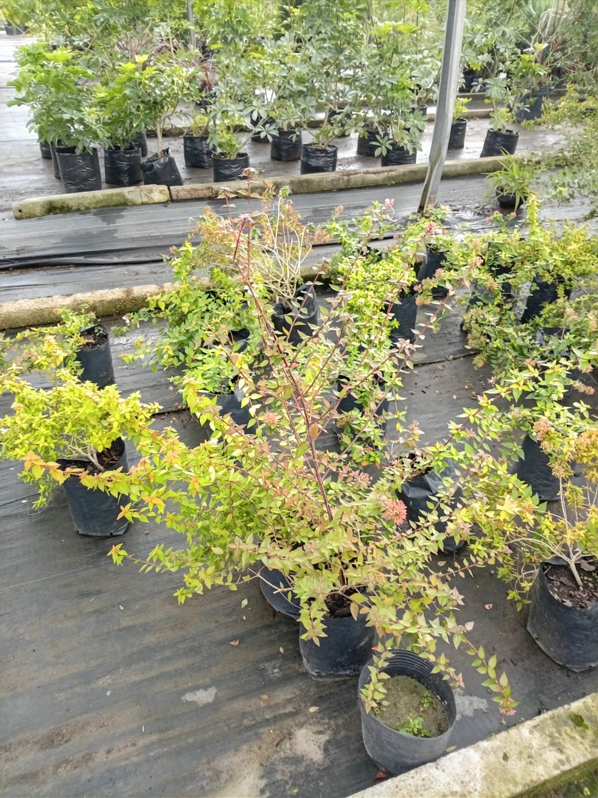 Abelia – Arbusto de Exterior con Flor