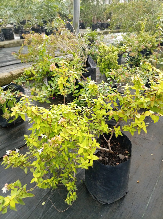 Abelia – Arbusto de Exterior con Flor