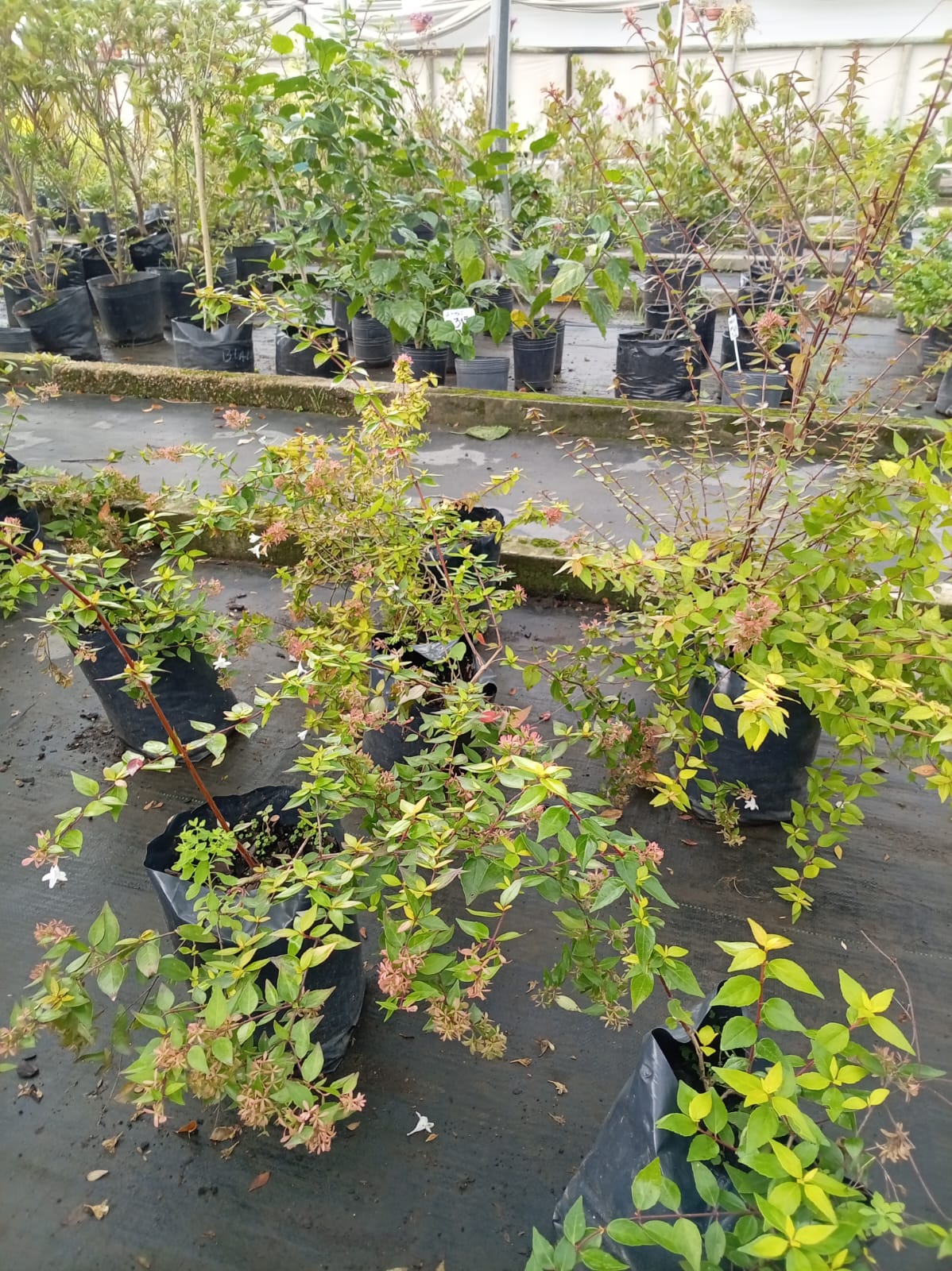 Abelia – Arbusto de Exterior con Flor