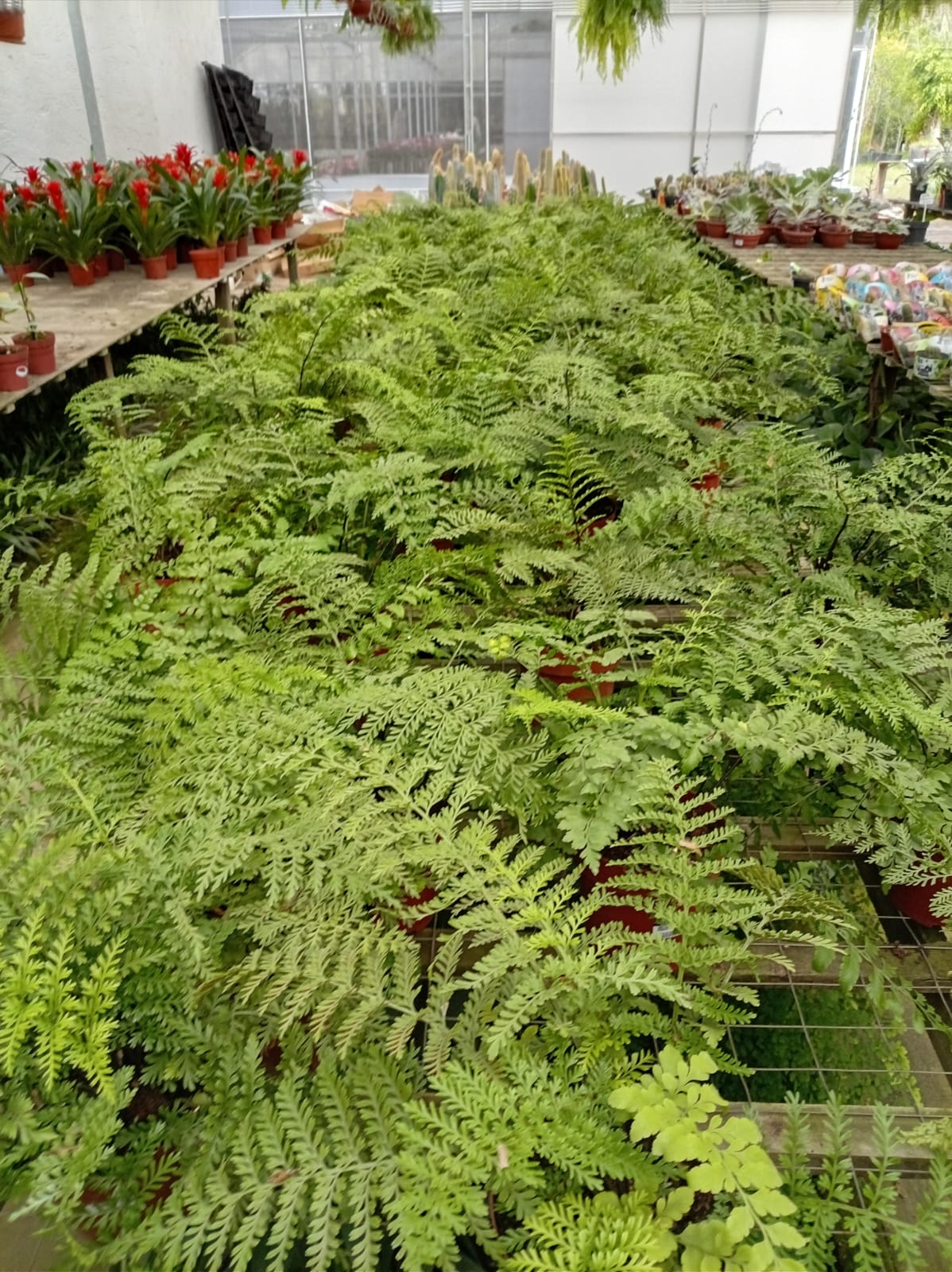 Asplenium Parrati – Helecho de Interior Tropical