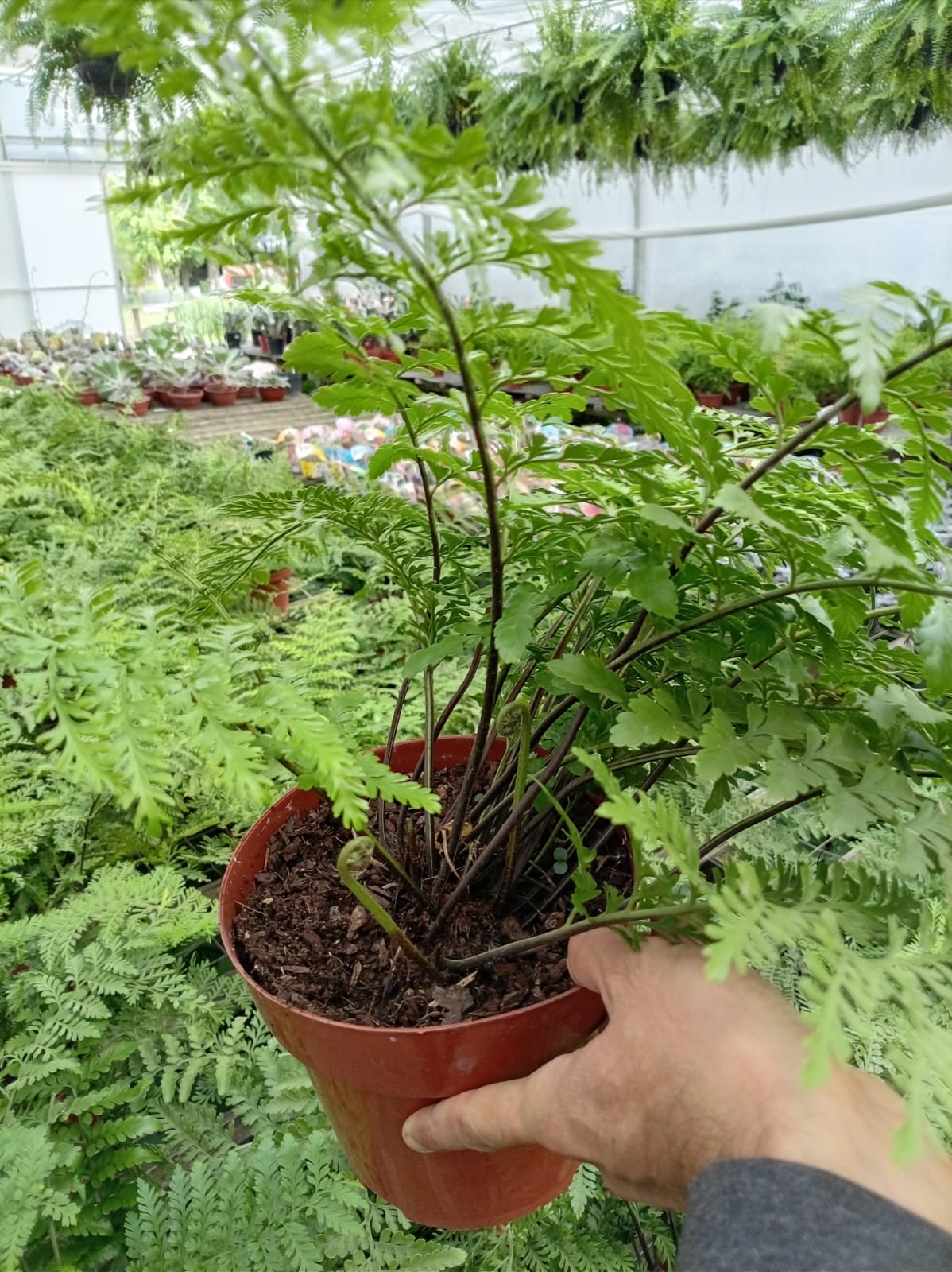 Asplenium Parrati – Helecho de Interior Tropical