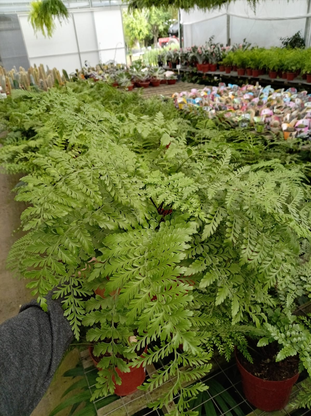 Asplenium Parrati – Helecho de Interior Tropical