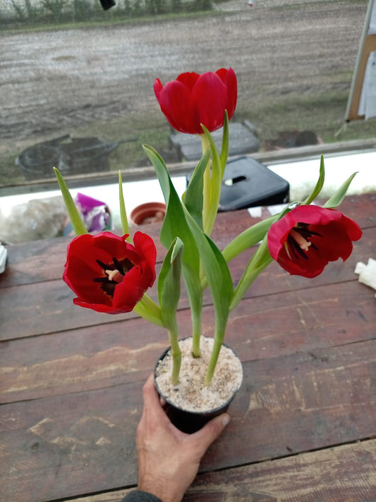 Tulipán – Flor de Estación para Regalar