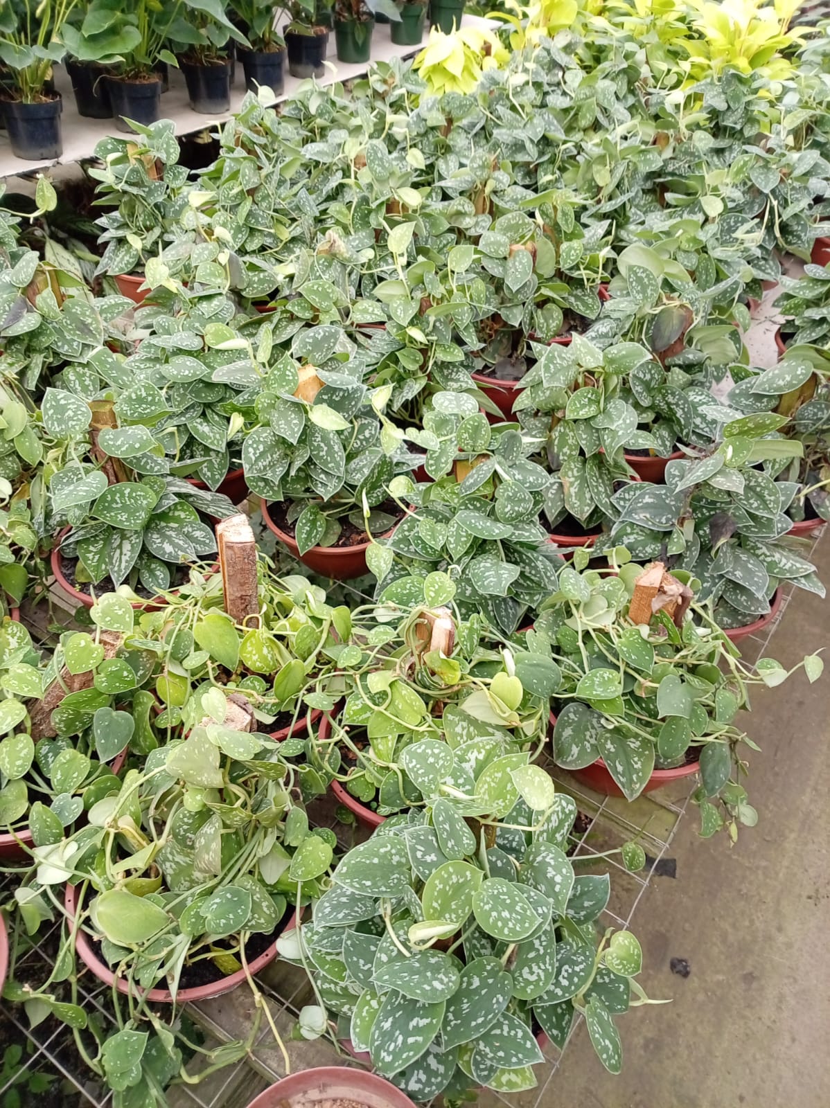 Scindapsus – Planta de Interior Colgante y Fácil de Cuidar