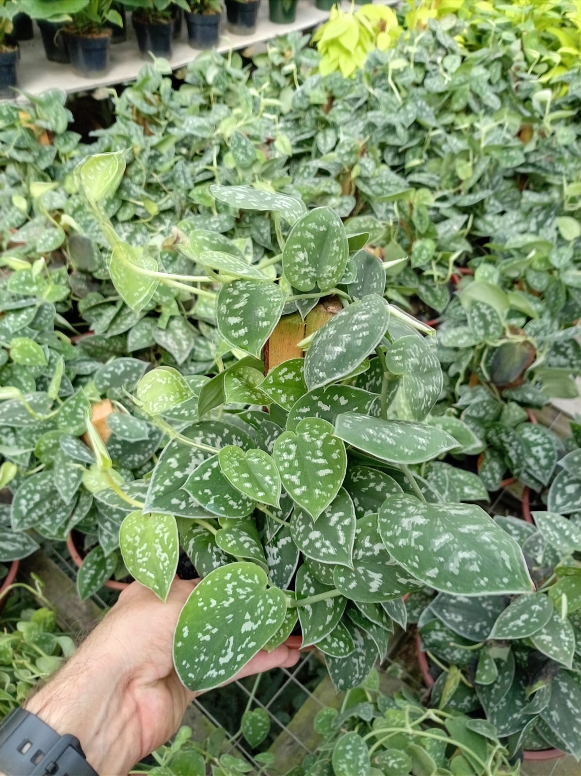 Scindapsus – Planta de Interior Colgante y Fácil de Cuidar