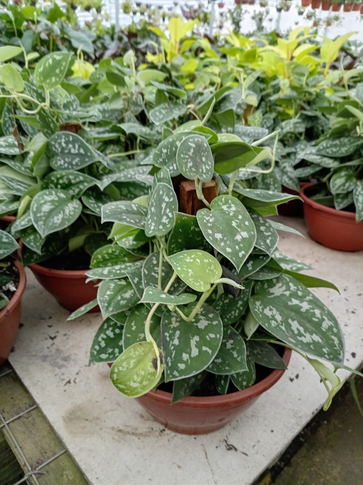 Scindapsus – Planta de Interior Colgante y Fácil de Cuidar