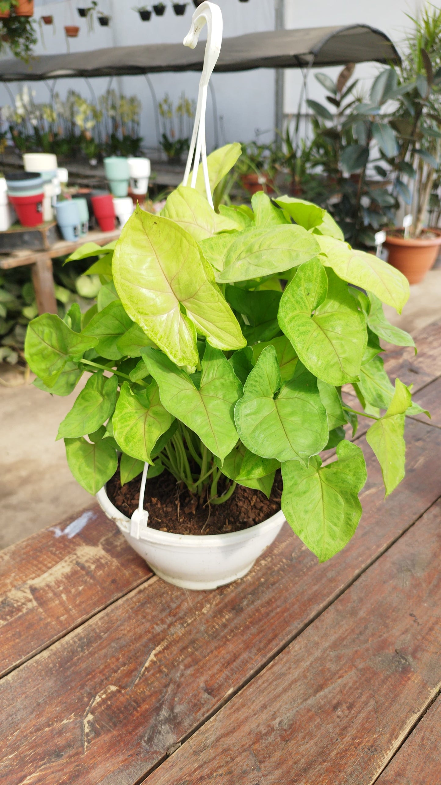 Singonio (Syngonium) – Hojas de flecha que cambian con el tiempo