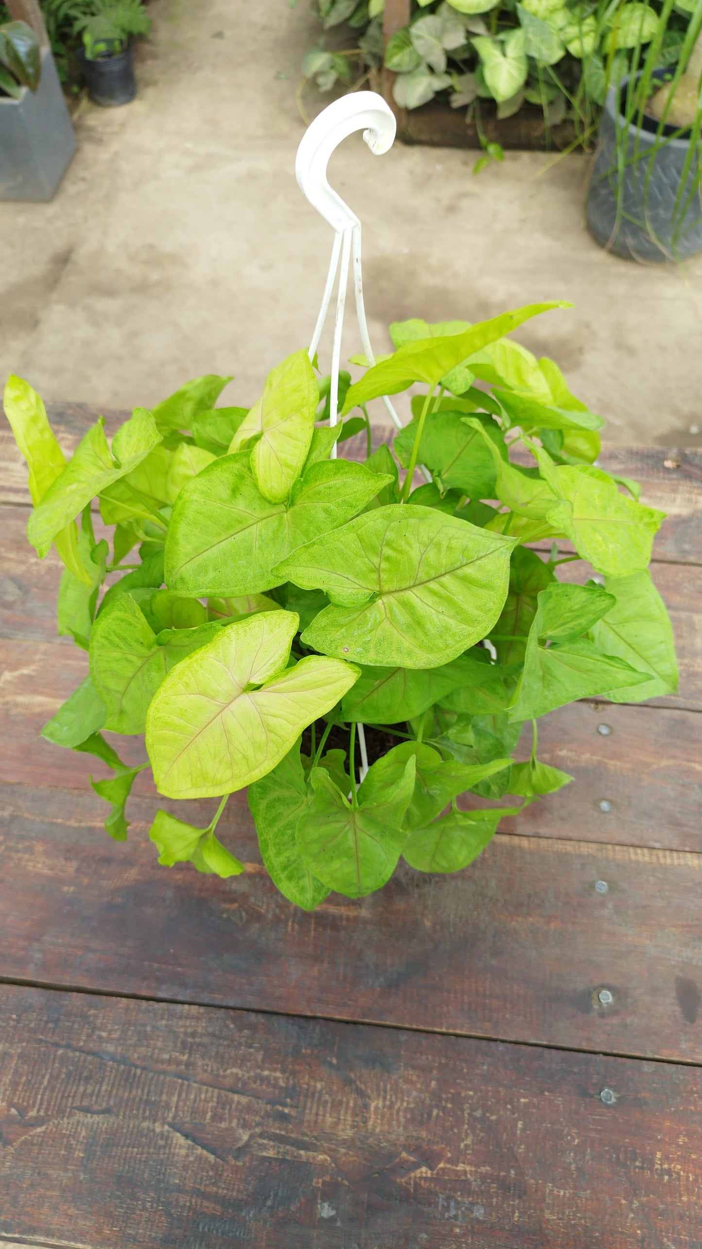 Singonio (Syngonium) – Hojas de flecha que cambian con el tiempo