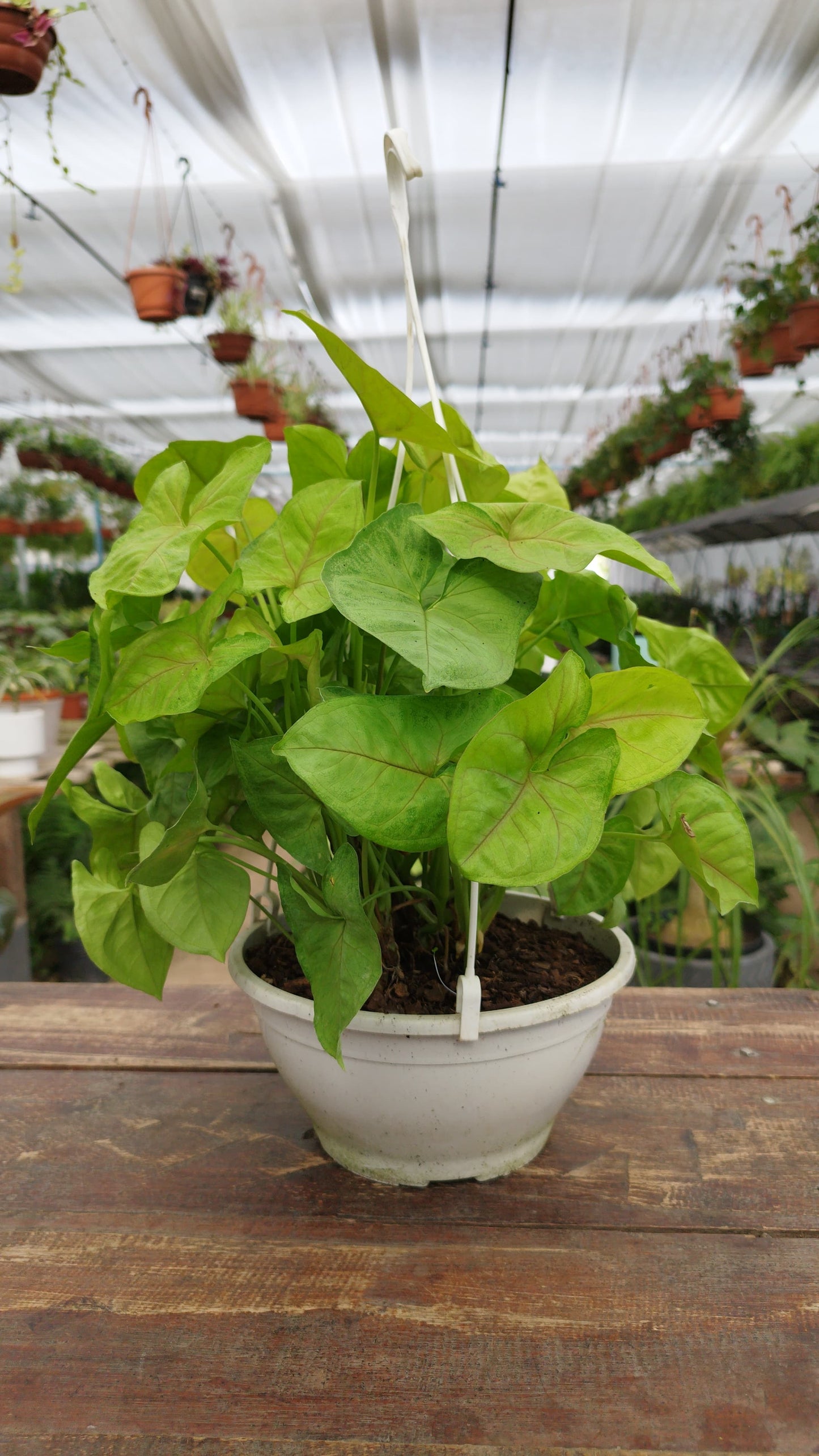 Singonio (Syngonium) – Hojas de flecha que cambian con el tiempo