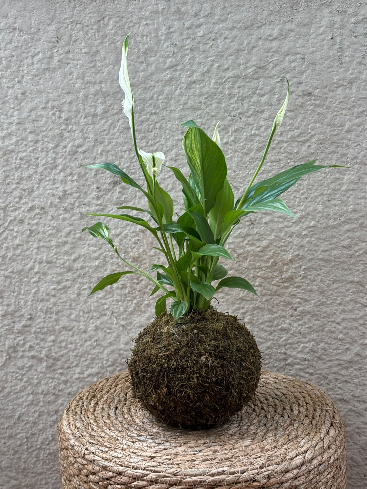 Kokedama – Tu planta en una bola de musgo, hecha a mano