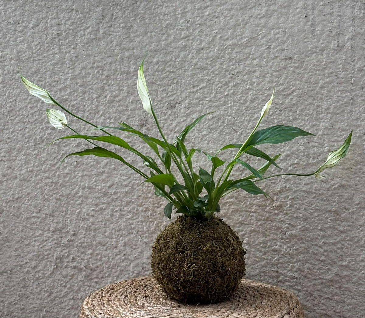 Kokedama – Tu planta en una bola de musgo, hecha a mano