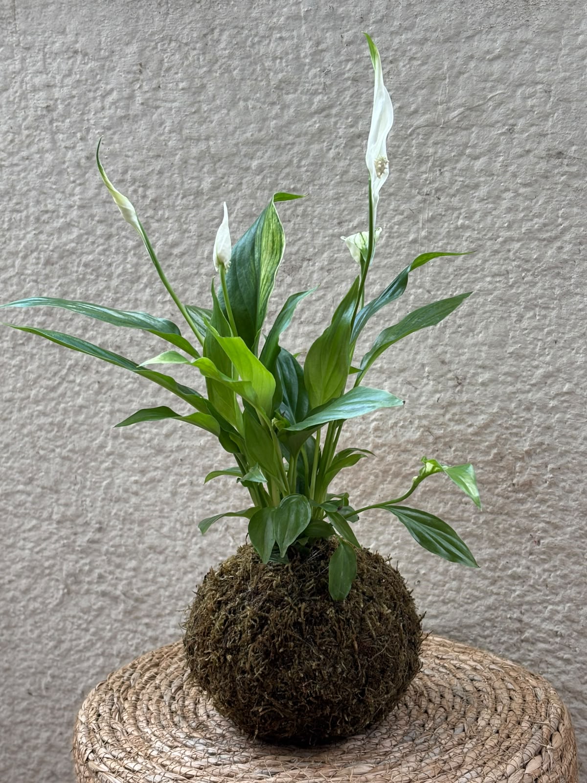 Kokedama – Tu planta en una bola de musgo, hecha a mano