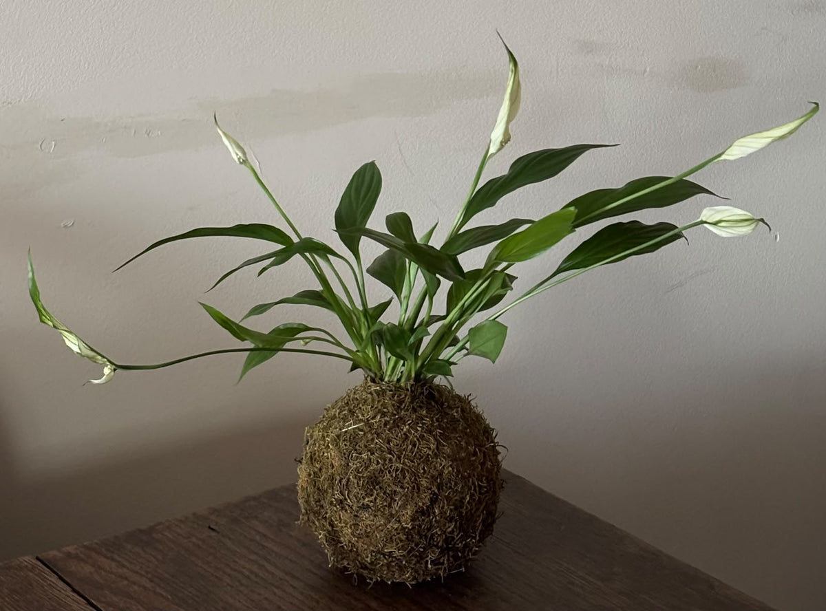 Kokedama – Tu planta en una bola de musgo, hecha a mano