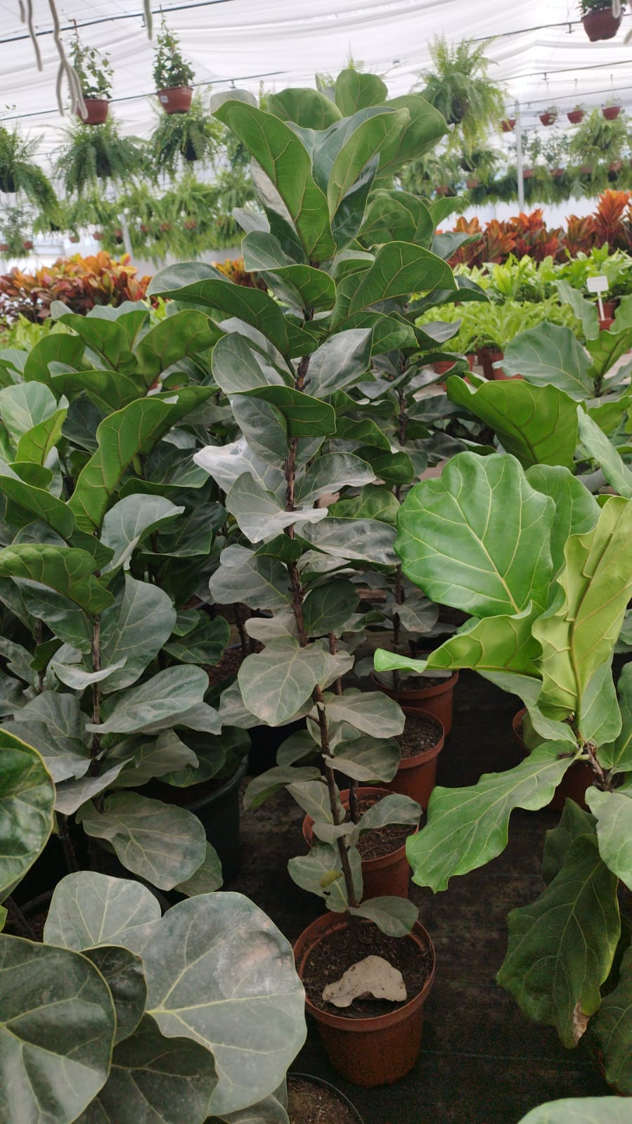 Ficus Lirata – La planta estrella del diseño interior