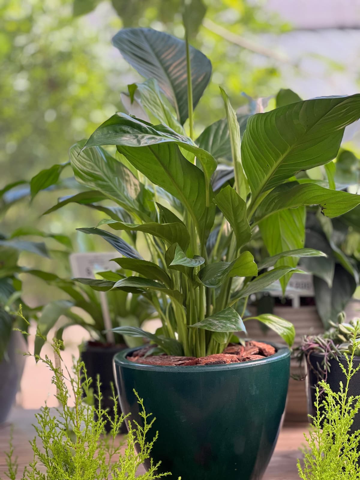 COMBO PERFECTO YA ARMADO