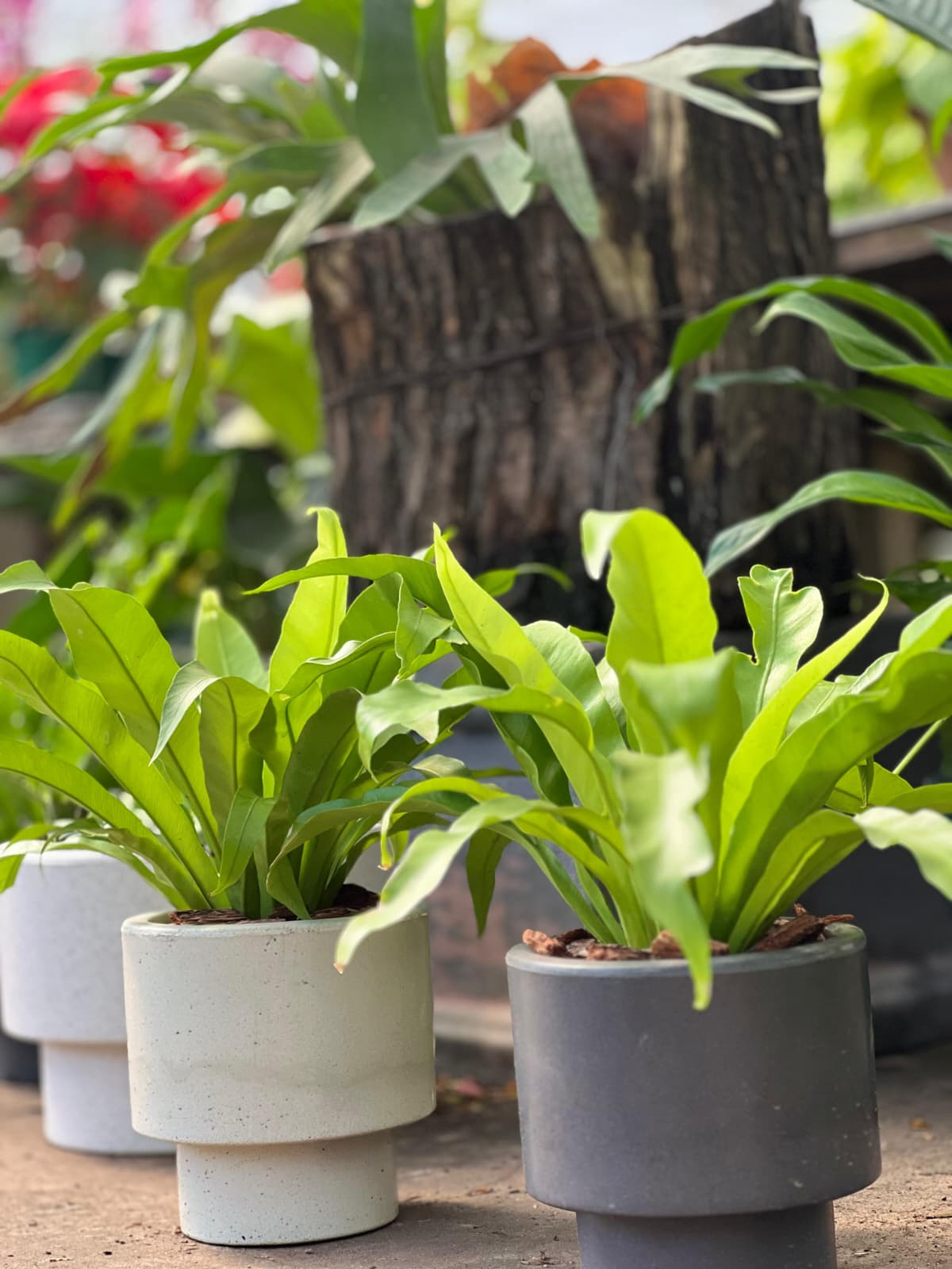 COMBO PERFECTO YA ARMADO