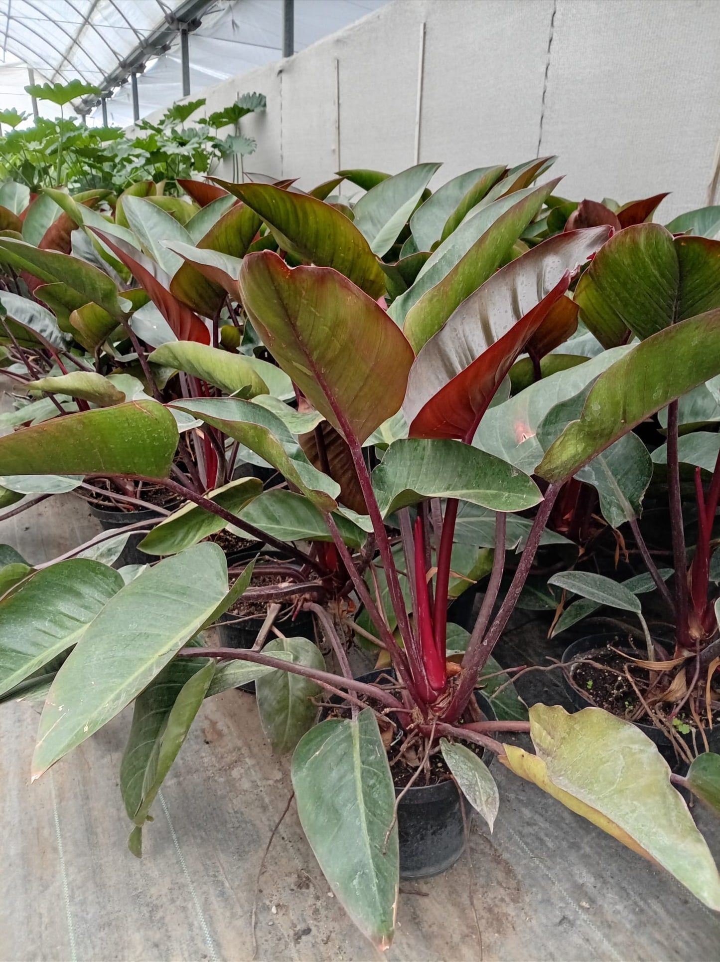 Philodendro Rubra – Planta de Interior Tropical