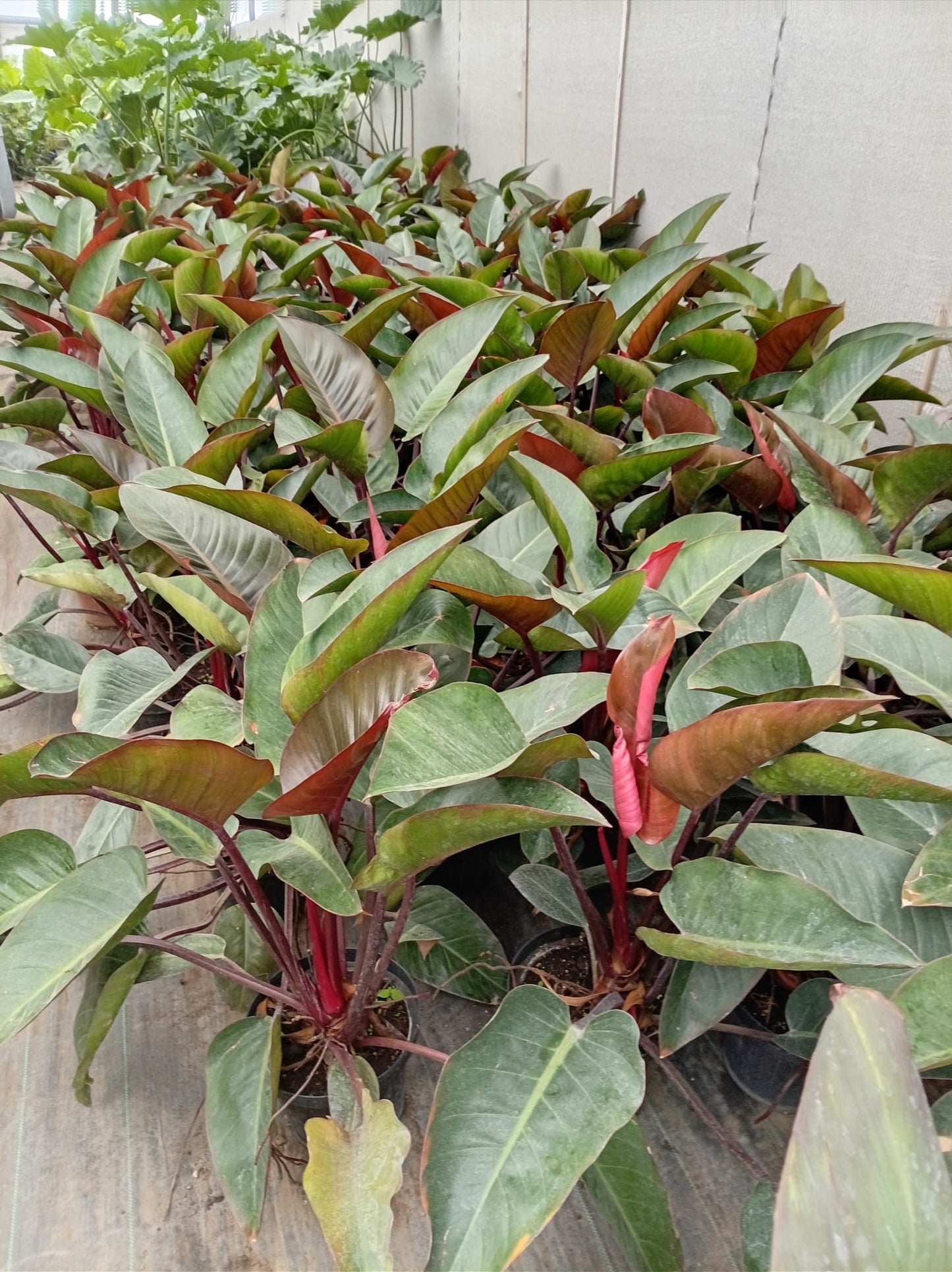 Philodendro Rubra – Planta de Interior Tropical