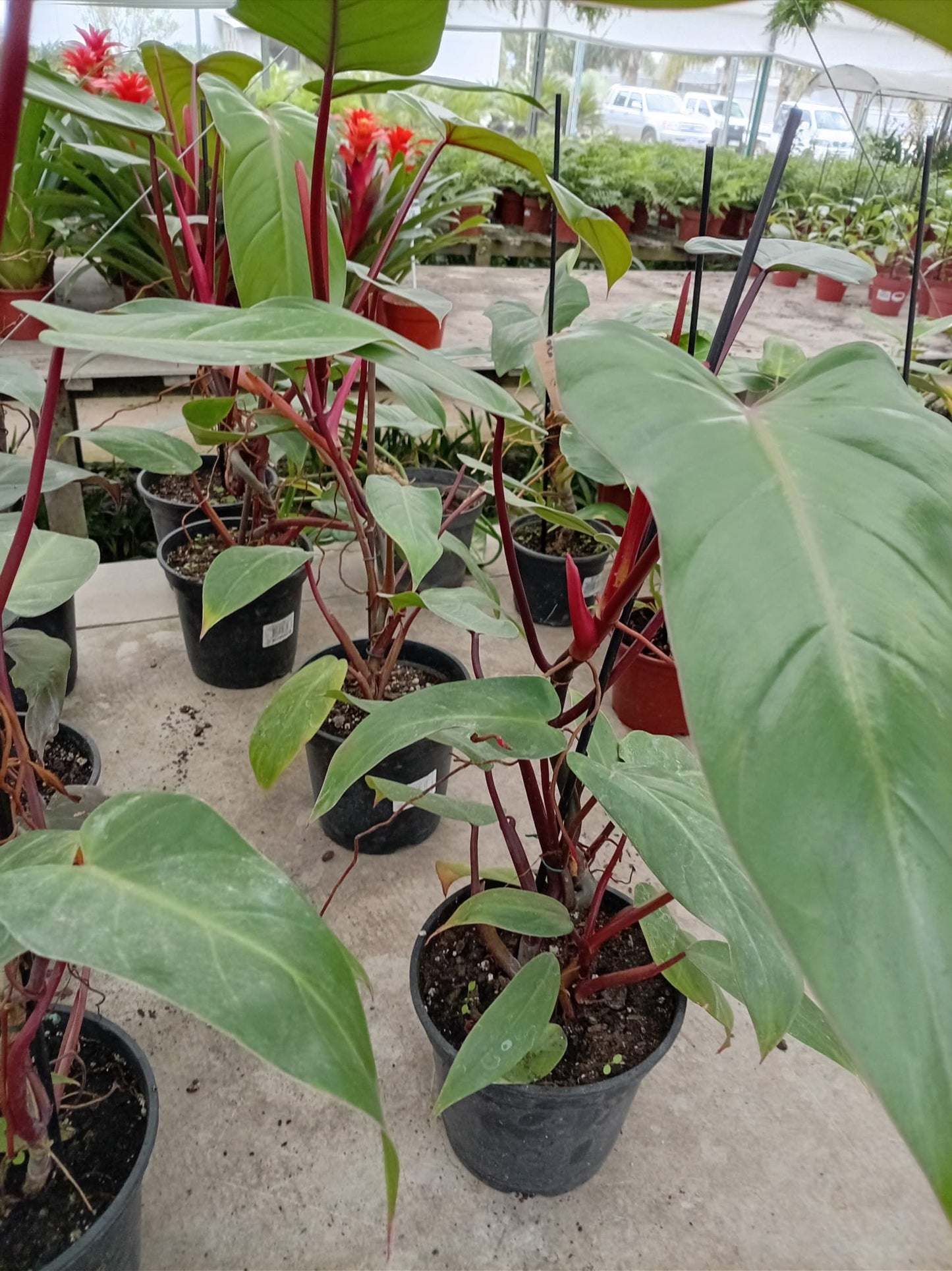 Philodendro Rojo Congo – Planta de Interior de Follaje Rojizo