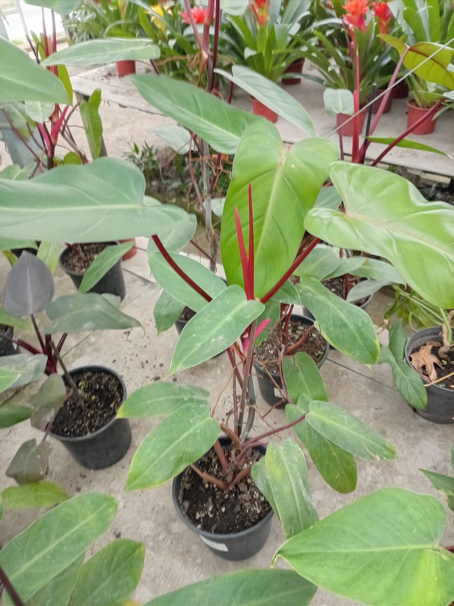 Philodendro Rojo Congo – Planta de Interior de Follaje Rojizo