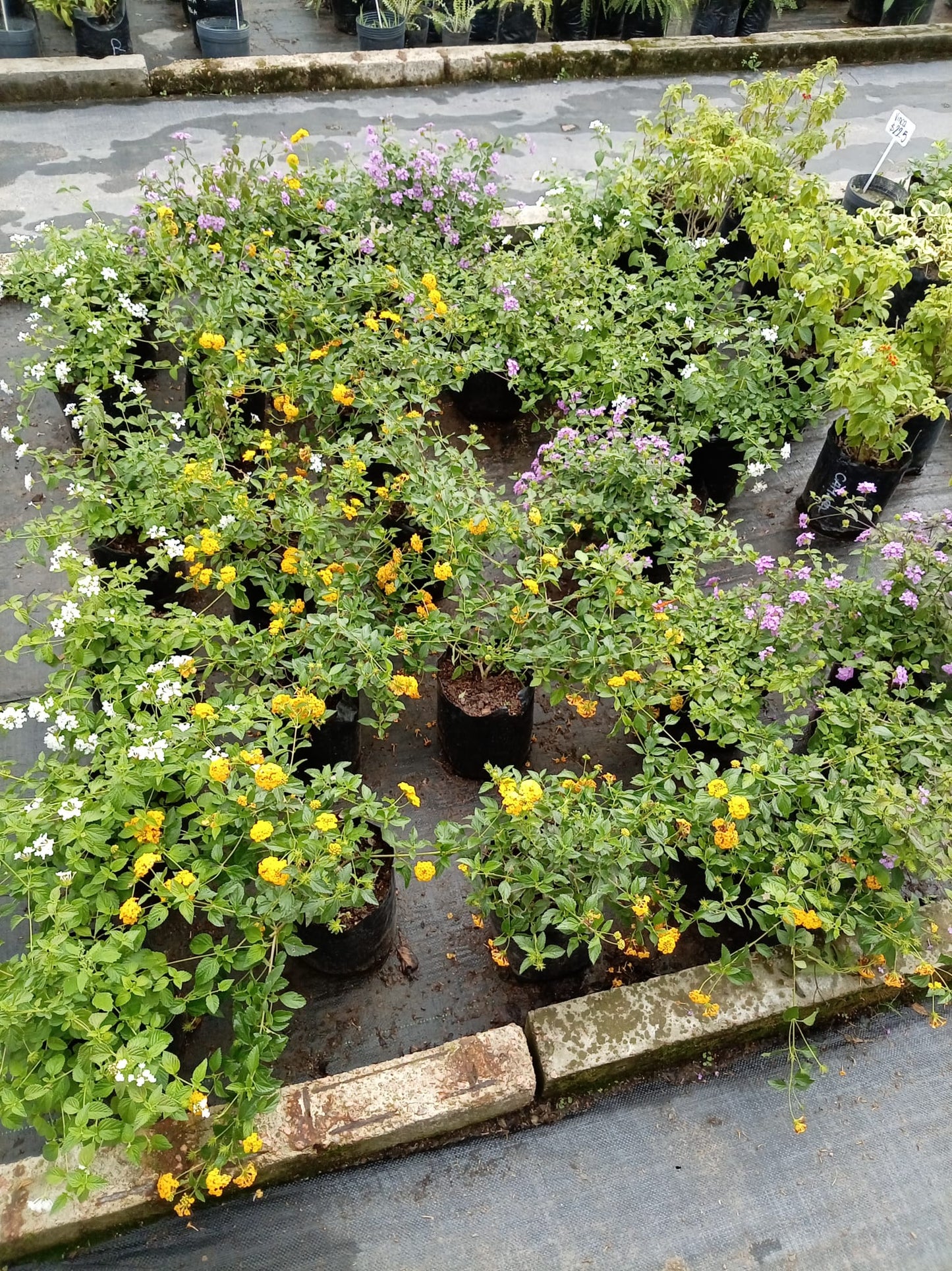 Lantana – Planta de Exterior con Flor