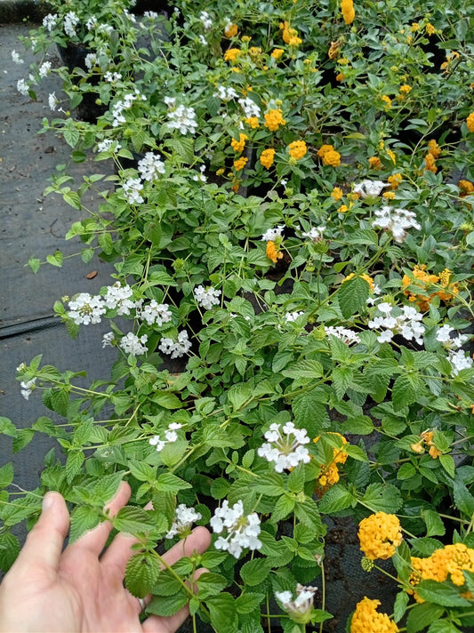 Lantana – Planta de Exterior con Flor