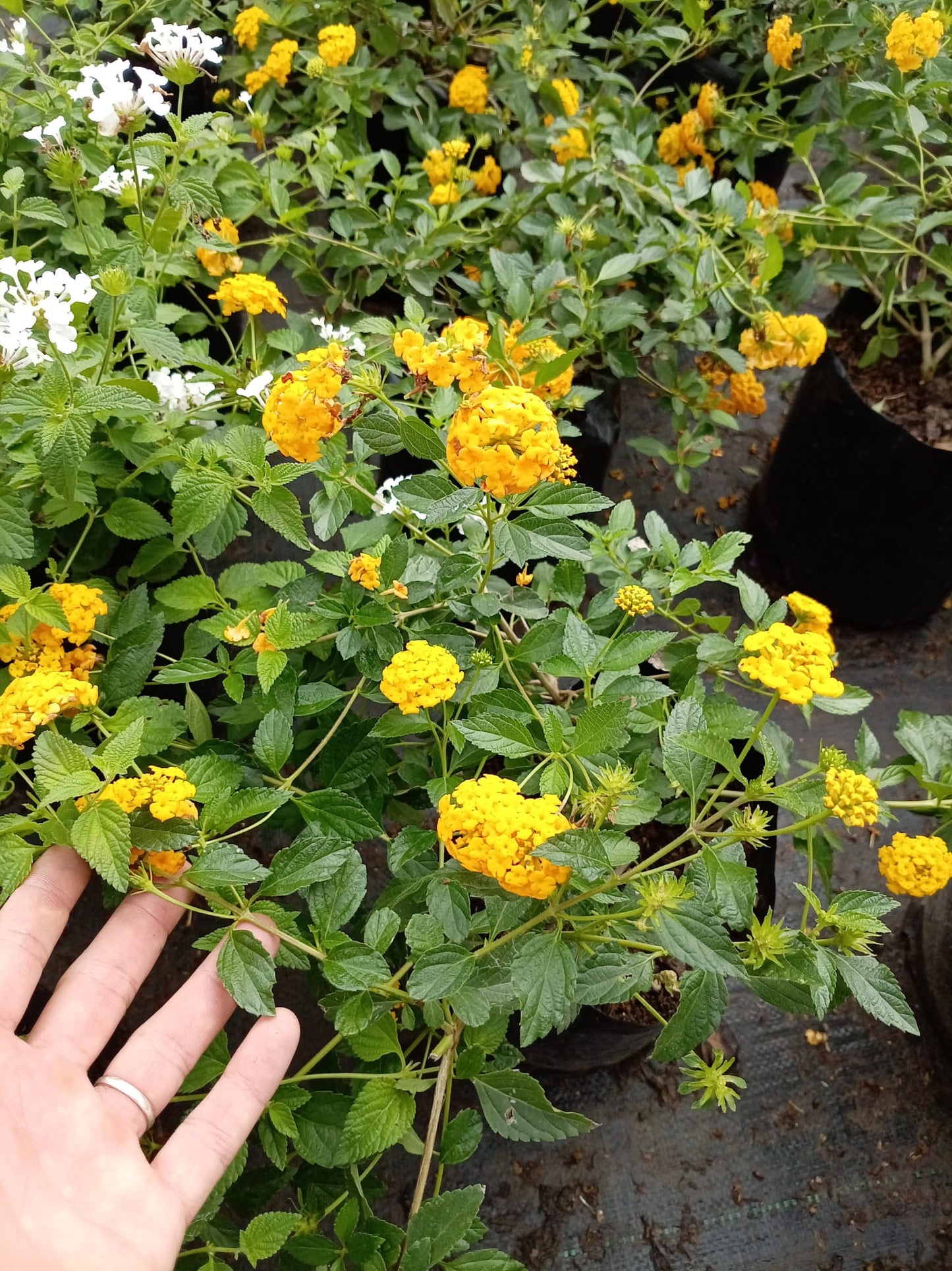 Lantana – Planta de Exterior con Flor