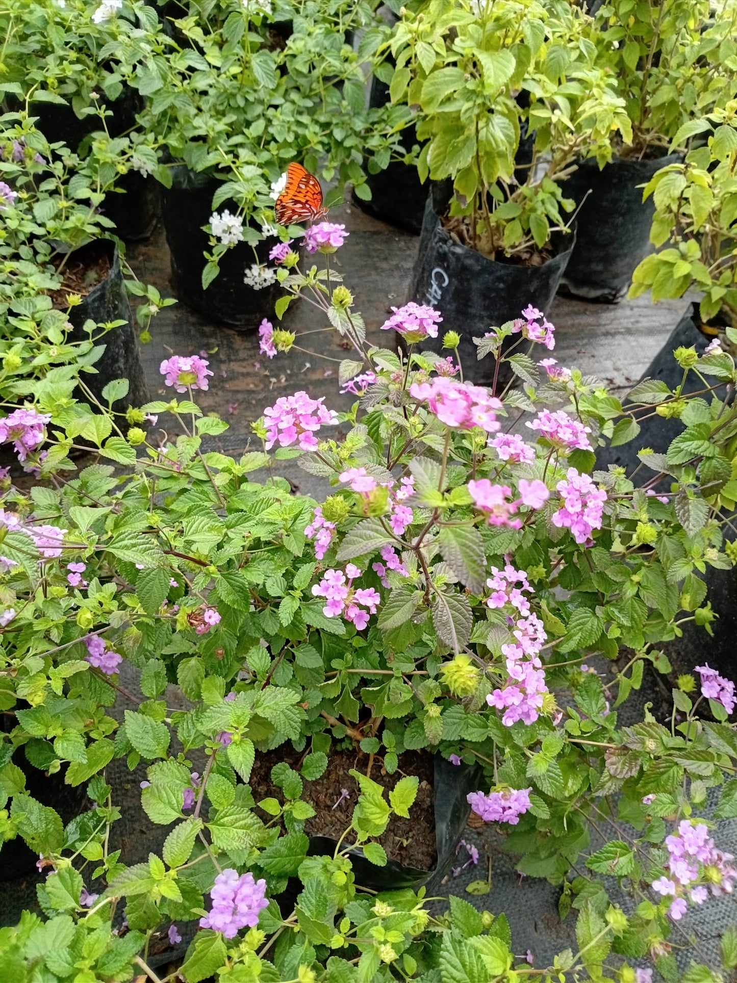 Lantana – Planta de Exterior con Flor