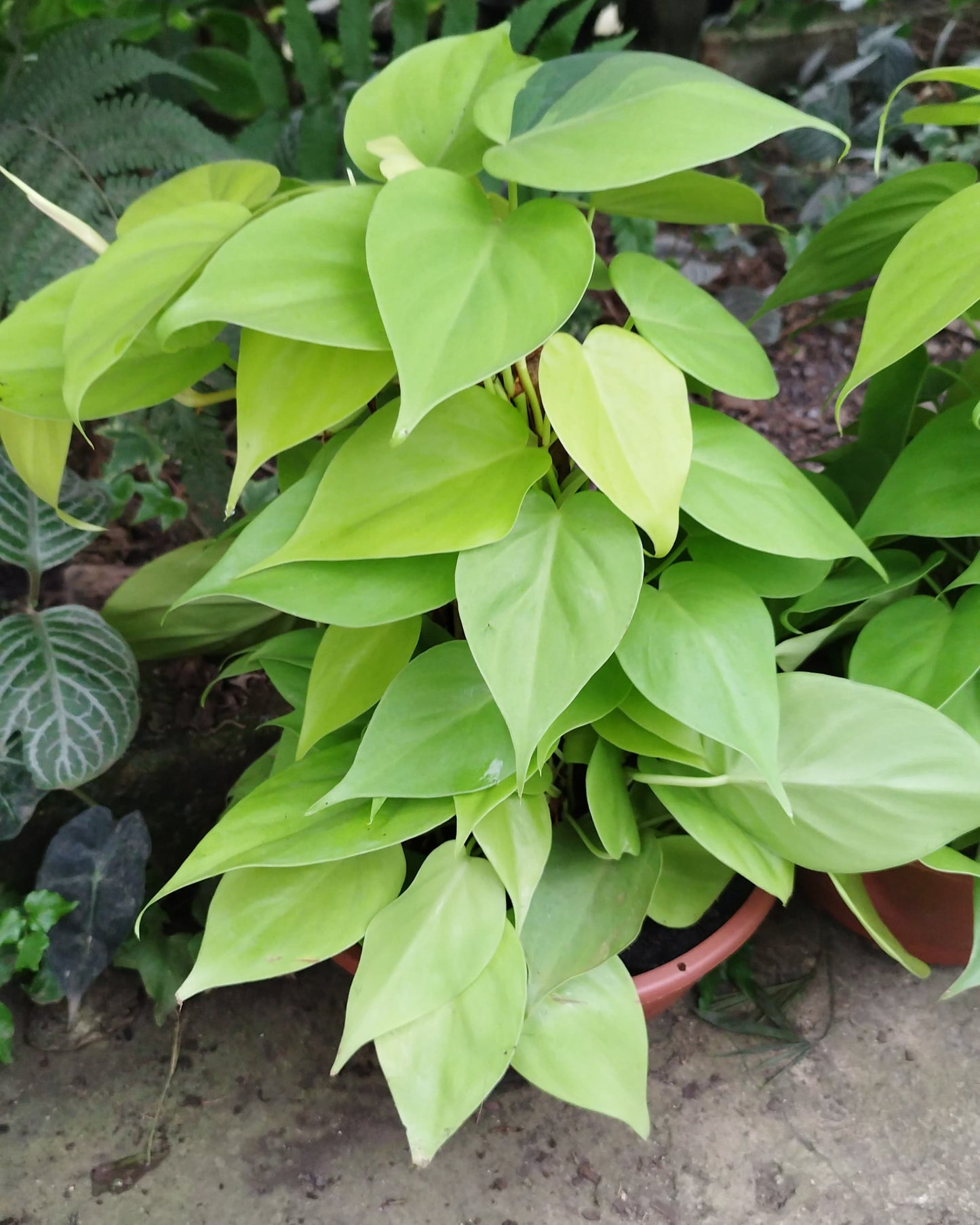 Potus Planta Colgante De Fácil Cuidado - Pouto