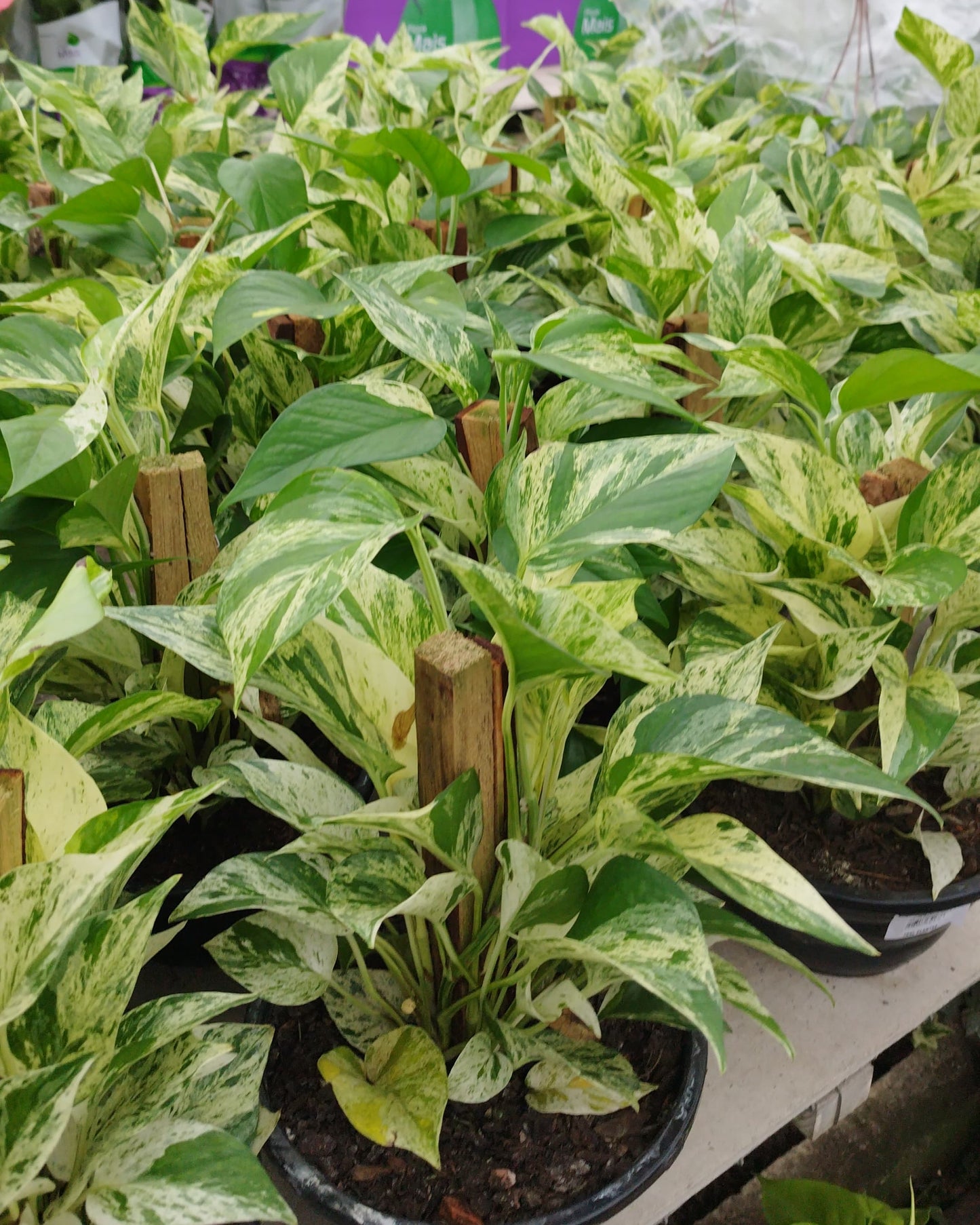 Potus Planta Colgante De Fácil Cuidado - Pouto
