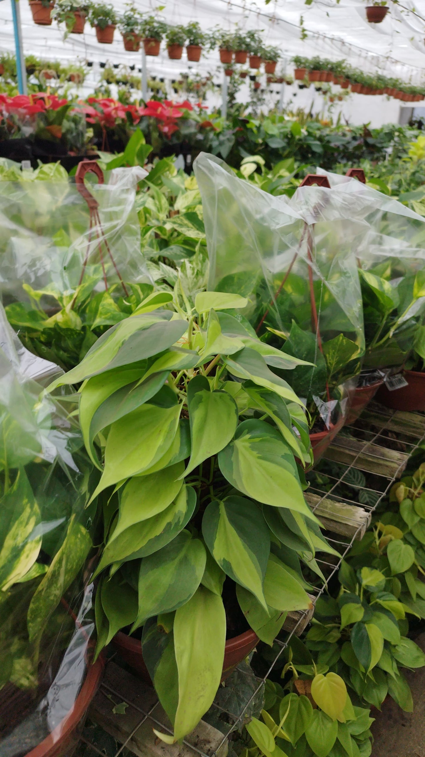 Potus Planta Colgante De Fácil Cuidado - Pouto