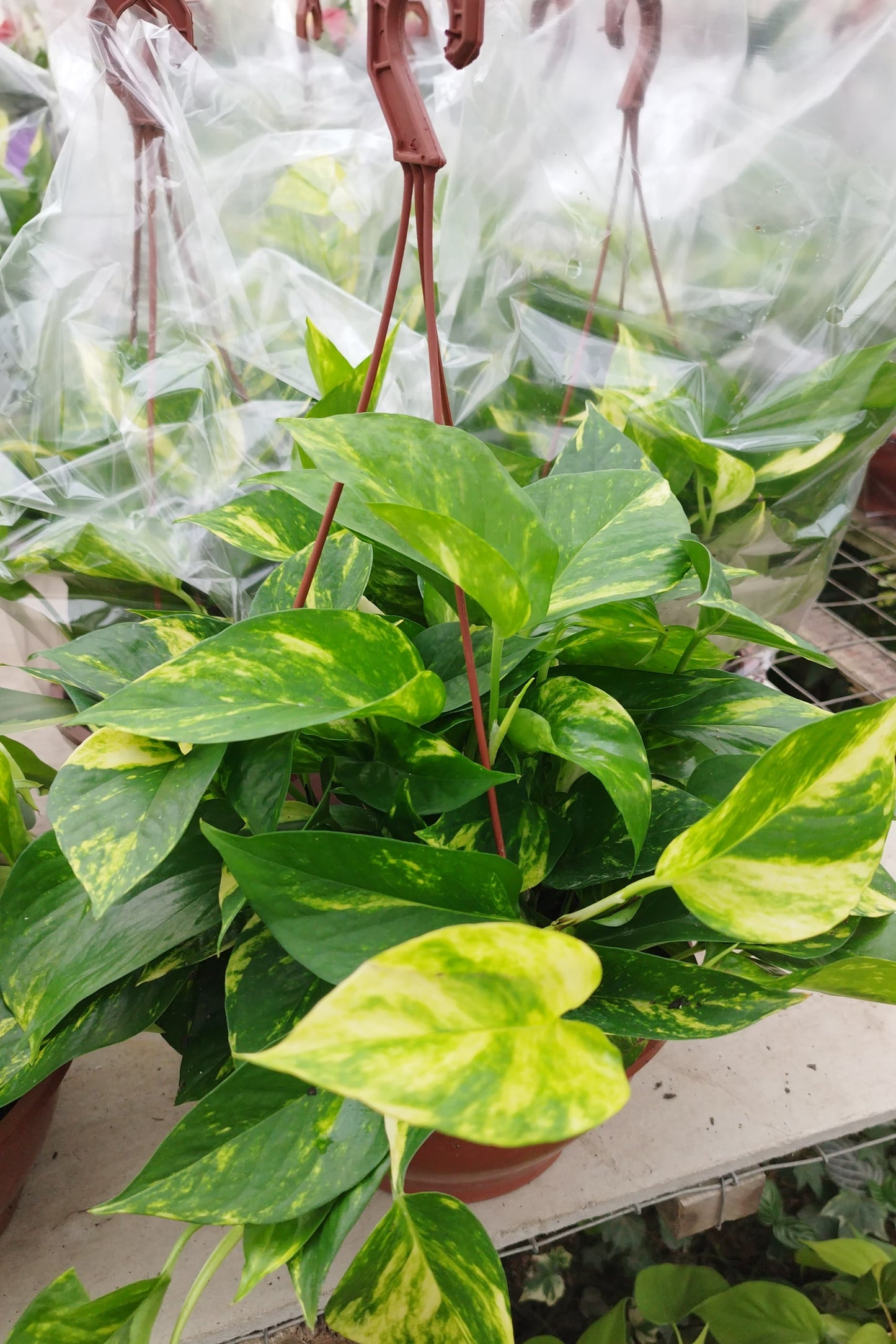Potus Planta Colgante De Fácil Cuidado - Pouto