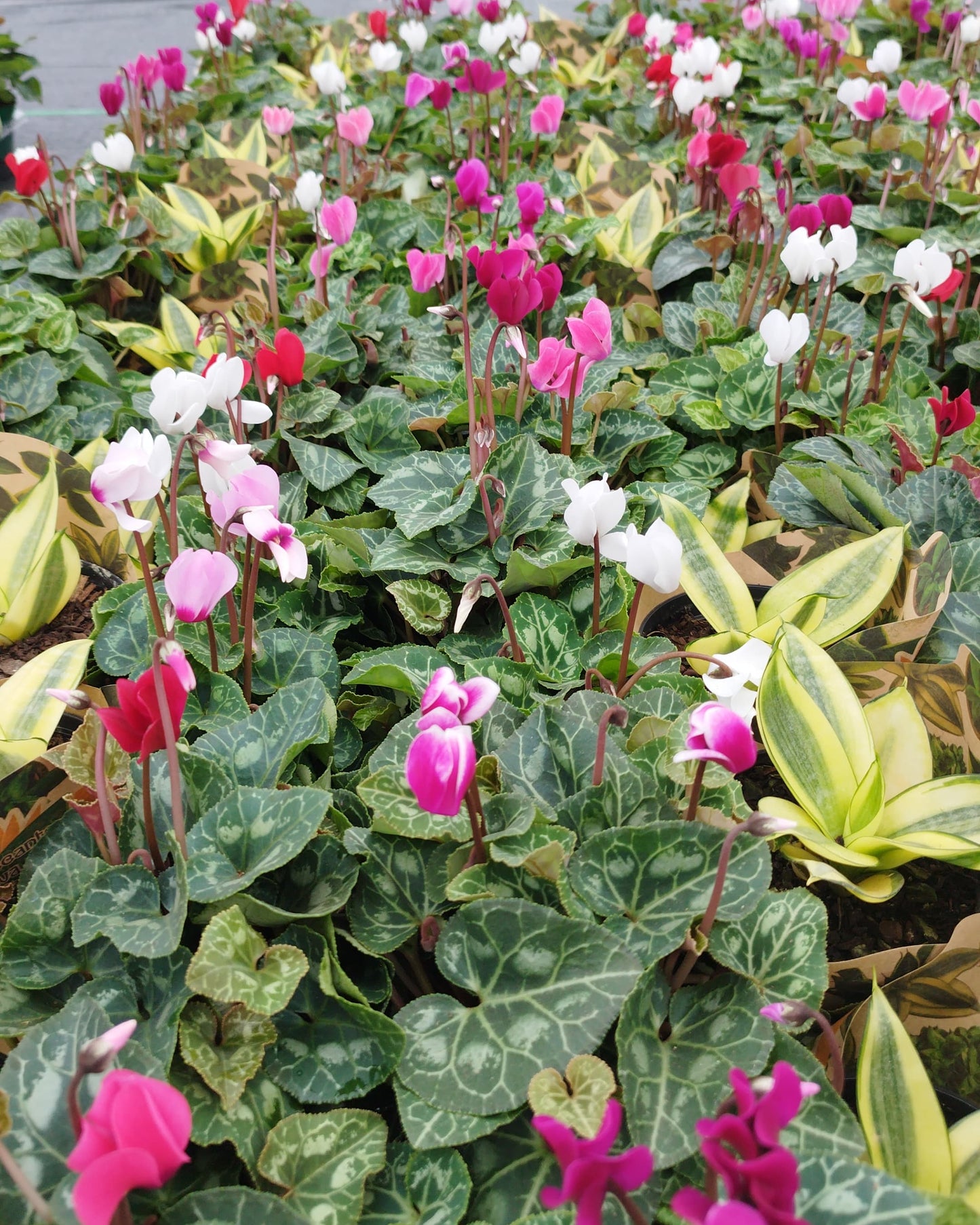 Violeta de los Alpes – Planta de Interior con Flor