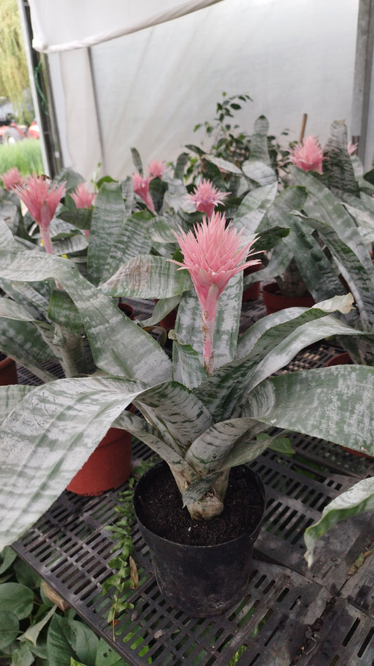 Bromelia Aechmea – Planta de Interior con Flor Exótica