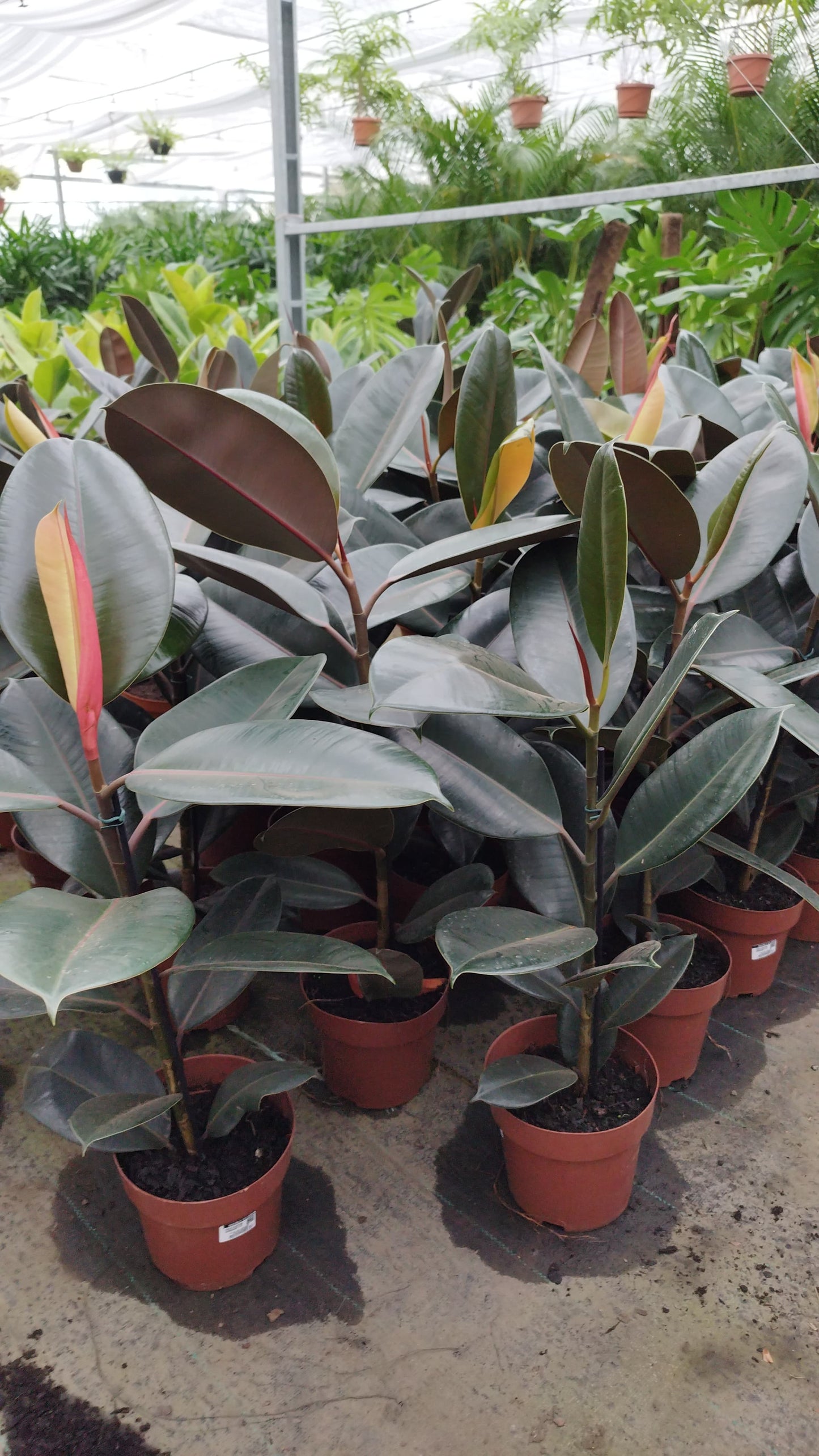 Ficus gomero