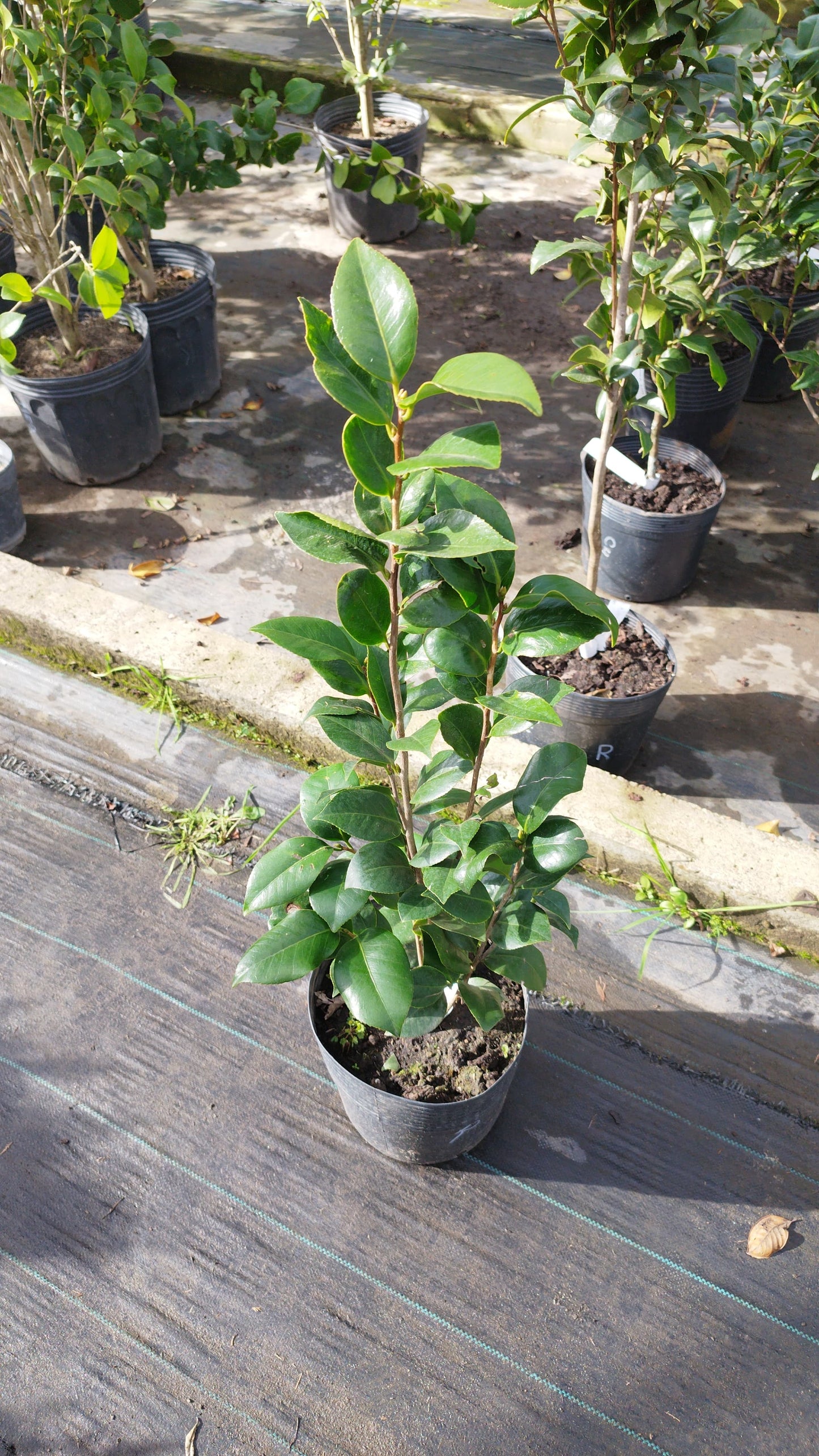 Camelia – Flores elegantes que enamoran