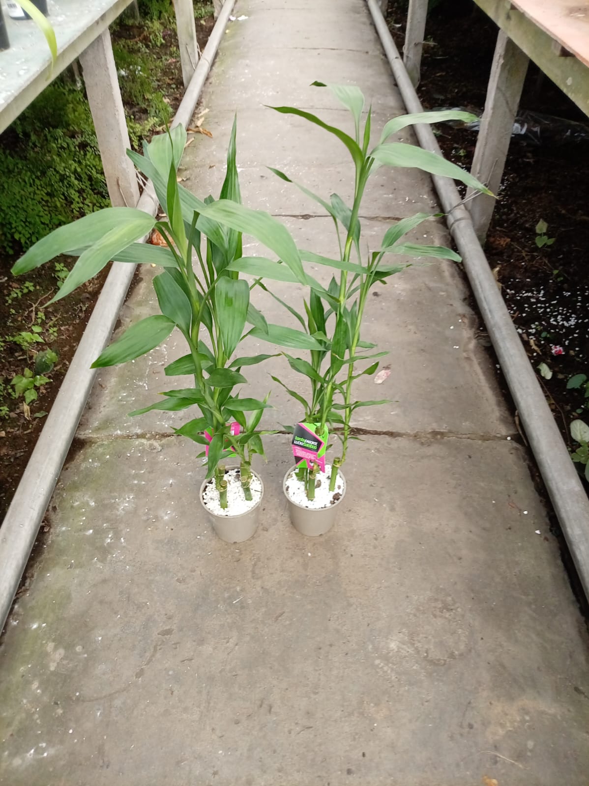 Bambú de la Suerte en Maceta mediano – Planta de Interior Fácil de Cuidar