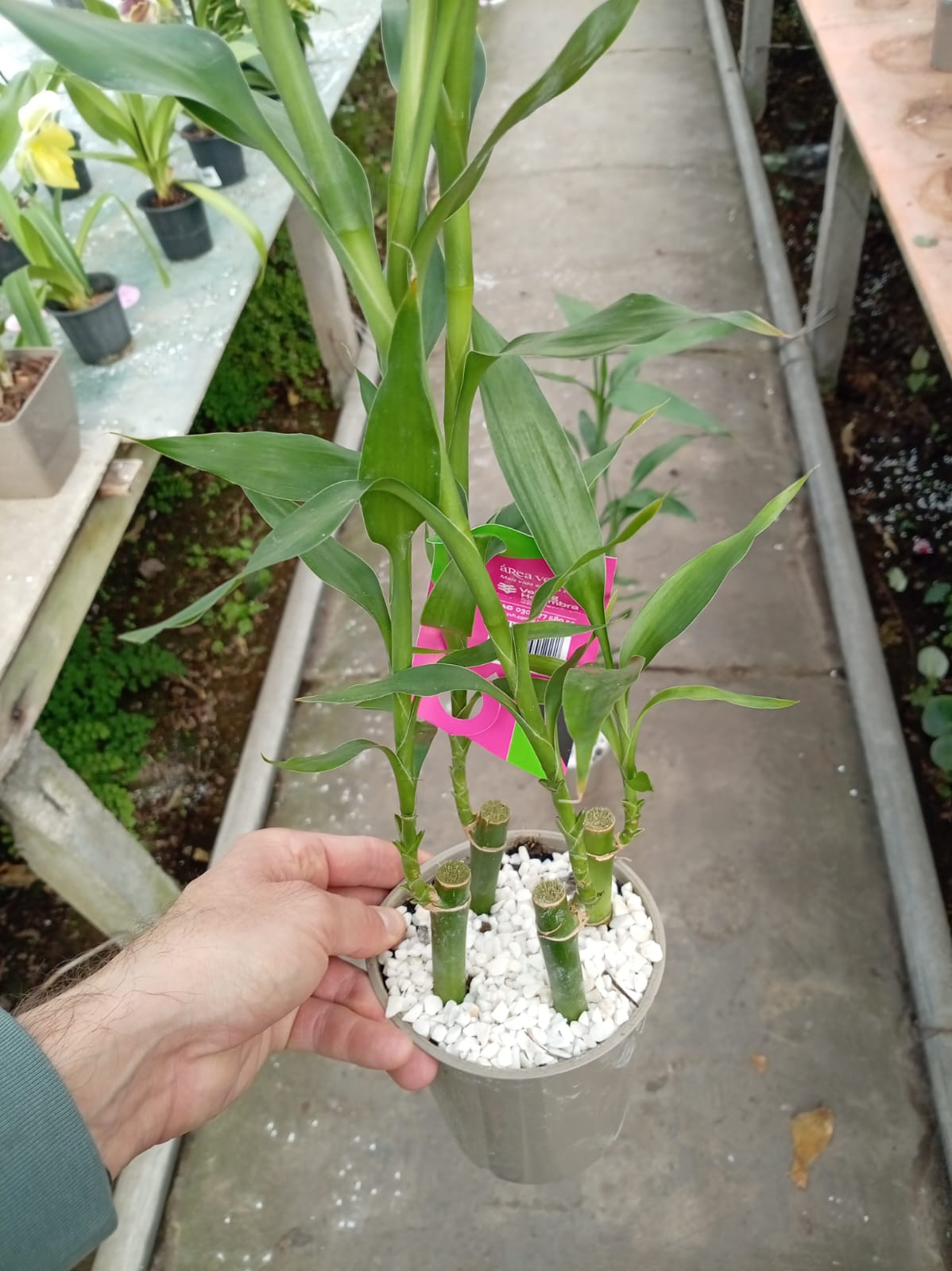 Bambú de la Suerte en Maceta mediano – Planta de Interior Fácil de Cuidar