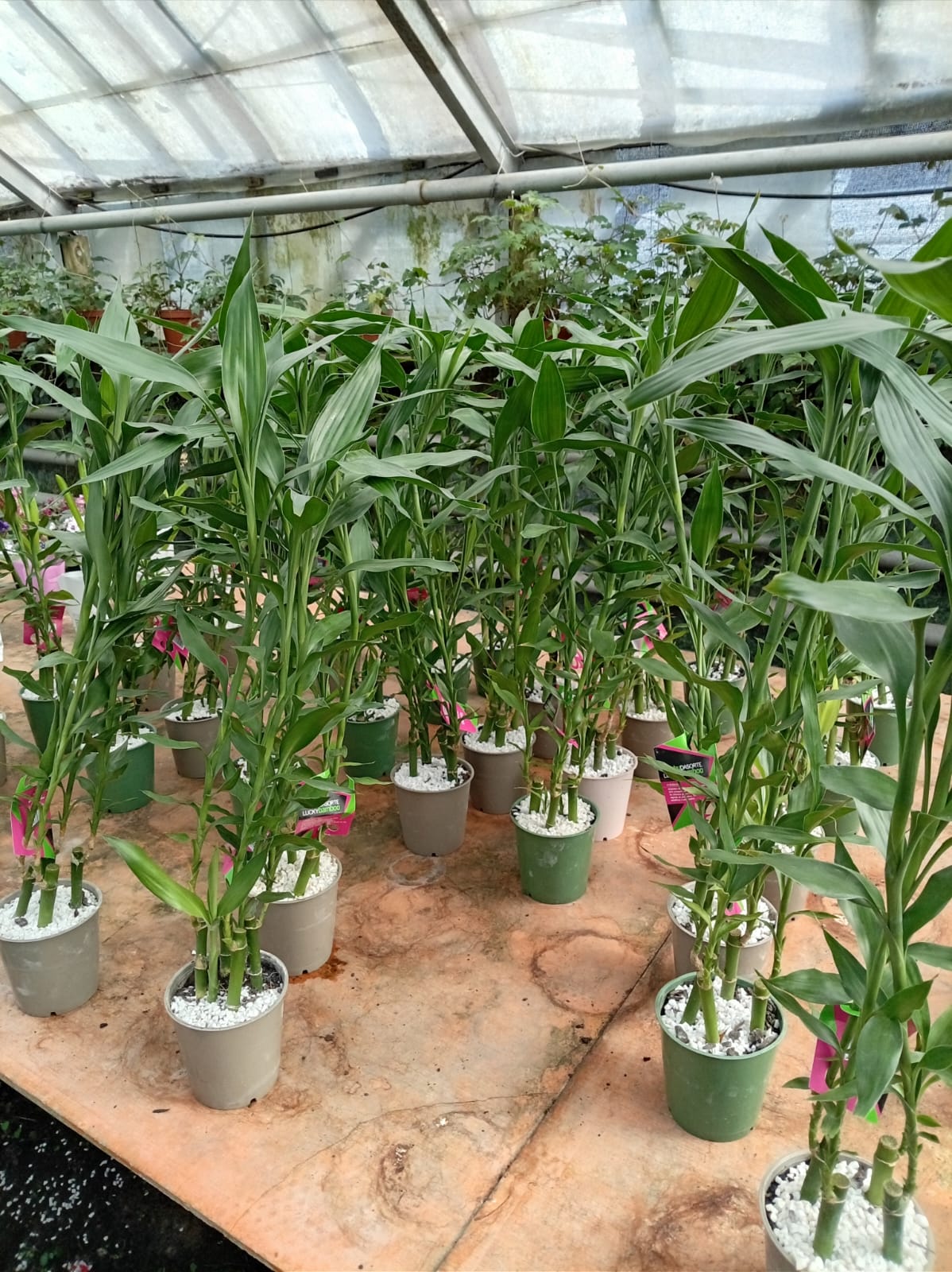 Bambú de la Suerte en Maceta mediano – Planta de Interior Fácil de Cuidar