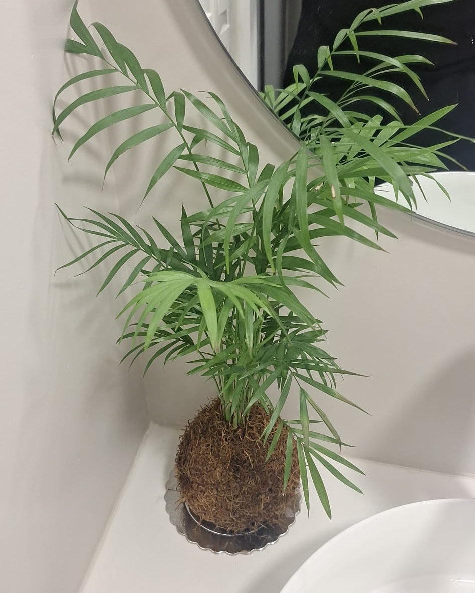 Kokedama – Tu planta en una bola de musgo, hecha a mano