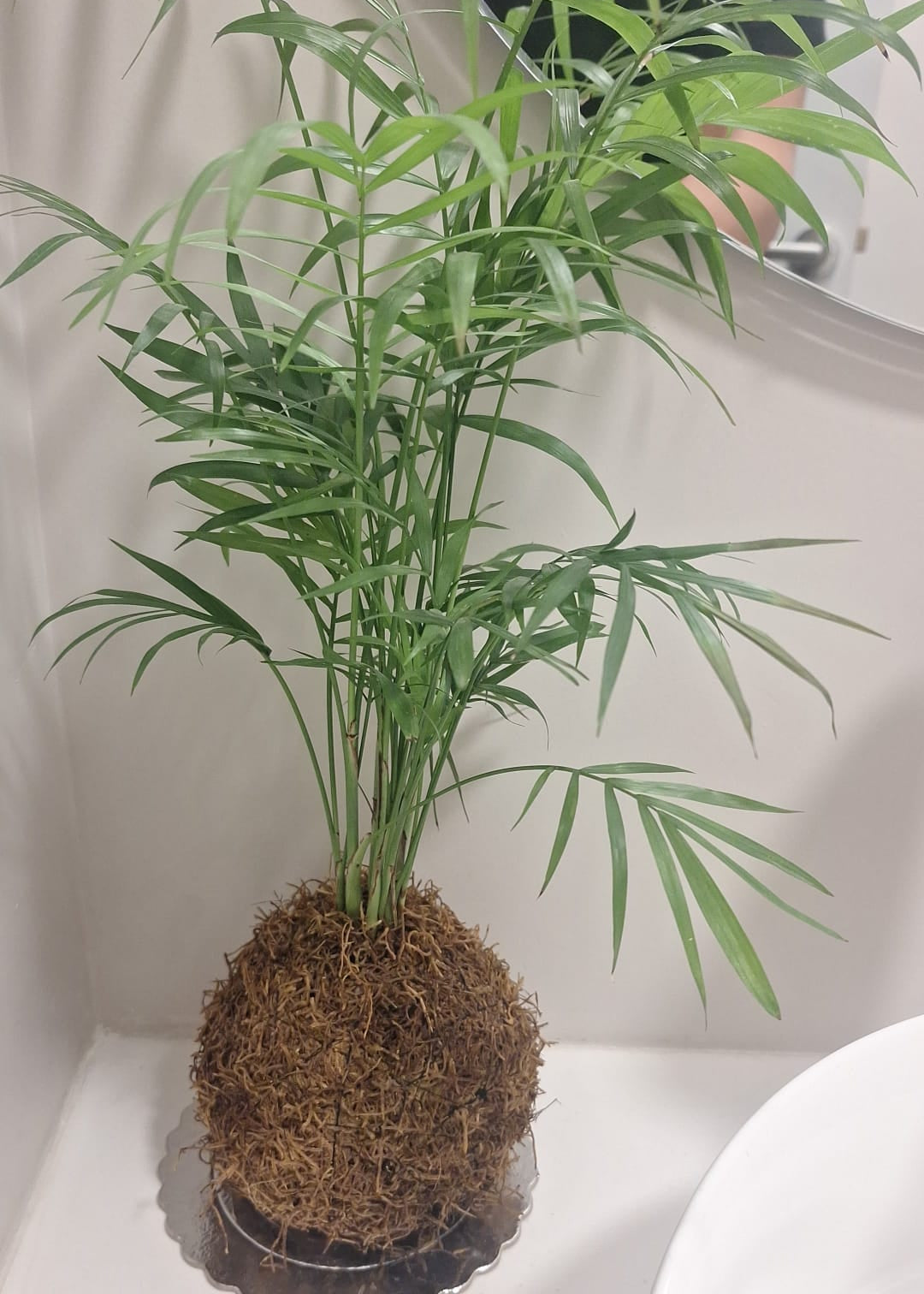 Kokedama – Tu planta en una bola de musgo, hecha a mano