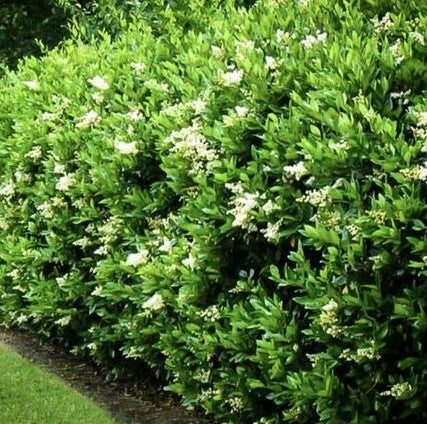 Óleo Texana (Ligustrum japonicum ‘Texanum’) – Cerco vivo resistente y prolijo
